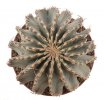 GEOHINTONIA mexicana, 0,7 - 0,8 cm, SEEDLINGS