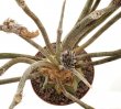 ASTROPHYTUM caput-medusae, SEEDLINGS