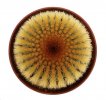 UEBELMANNIA pectinifera var. eriocactoides RNK 78 (type form), Curimataí, Mg., SEEDLING
