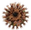 UEBELMANNIA pectinifera var. flavispina RNK 5, Sopa, 7 seeds