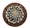 DISCOCACTUS horstii, 1 květináč 6,5 cm