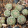 STROMBOCACTUS esperanzae var. nova SN 2014.0201 + 1 PIECE SEEDLING, pot 6 cm