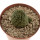 TRICHOCAULON similis, pot 5 cm, rooted offset