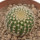 UEBELMANNIA GUMMIFERA F. TALL PLANTS RNK 102/14, 2,3 CM, TROMBA D´ANTA, SEEDLING