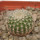 UEBELMANNIA GUMMIFERA F. TALL PLANTS RNK 102/14, 2,1 CM, TROMBA D´ANTA, SEEDLING