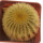UEBELMANNIA PECTINIFERA VAR. ERIOCACTOIDES RNK 99, 3,1 CM, SEEDLING