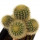 UEBELMANNIA PECTINIFERA VAR. ERIOCACTOIDES RNK 78 (TYPE), 2,2 - 2,8 CM, GRAFTED