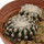 DISCOCACTUS HORSTII, 2,1 + 2,4 CM,1 POT 6,5 CM