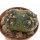 GYMNOCALYCIUM SPEGAZZINII VAR. UNGUISPINUM SL 44B, POT 5 CM, SEEDLING