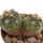 GYMNOCALYCIUM SPEGAZZINII VAR. UNGUISPINUM SL 44B, POT 5 CM, SEEDLING