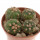 GYMNOCALYCIUM SPEGAZZINII VAR. UNGUISPINUM SL 44B, POT 6,5 CM, 2 X SEEDLINGS