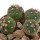 GYMNOCALYCIUM SPEGAZZINII VAR. UNGUISPINUM SL 44B, POT 6,5 CM, 2 x SEEDLINGS