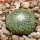 BLOSSFELDIA PEDICELLATA, 2 CM, SEEDLING