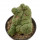 TRICHOCAULON AFF. CACTIFORME F. MONSTROSA EX COLOMBO, 7,5 CM, ROOTED OFFSET