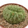 TRICHOCAULON AFF. CACTIFORME F. MONSTROSA CREST EX COLOMBO, 4,2 X 3,5 CM, ROOTED OFFSET