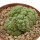 TRICHOCAULON AFF. CACTIFORME F. MONSTROSA CREST EX COLOMBO, 3,2 x 4,7 CM, ROOTED OFFSET