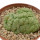 TRICHOCAULON AFF. CACTIFORME F. MONSTROSA CREST EX COLOMBO, 3,2 x 4,7 CM, ROOTED OFFSET