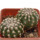 DISCOCACTUS HU 390 X HU 193 X HORSTII, 3 + 3,1 CM, SEEDLING