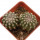 DISCOCACTUS HU 390 X HU 193 X HORSTII, 3 + 3,1 CM, SEEDLING