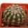 DISCOCACTUS HU 390 X HU 193 X HORSTII, 3,1 CM, SEEDLING