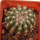 DISCOCACTUS HU 390 X HU 193 X HORSTII, 3,1 CM, SEEDLING