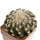 DISCOCACTUS HU 390 X HU 193 X HORSTII, 5,4 CM, SEEDLING