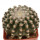 DISCOCACTUS HU 390 X HU 193 X HORSTII, 5,1 CM, SEEDLING