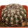 DISCOCACTUS HU 390 X HU 193 X HORSTII, 3,7 CM, SEEDLING