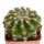 DISCOCACTUS HU 390 X HU 193 X HORSTII, 5 CM, SEEDLING