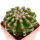 DISCOCACTUS HU 390 X HU 193 X HORSTII, 5 CM, SEEDLING