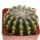 DISCOCACTUS HU 390 X HU 193 X HORSTII, 4,3 CM, SEEDLING