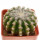 DISCOCACTUS HU 390 X HU 193 X HORSTII, 4,3 CM, SEEDLING