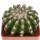 DISCOCACTUS HU 390 X HU 193 X HORSTII, 4,8 CM, SEEDLING