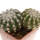 DISCOCACTUS HU 390 X HU 193 X HORSTII, 3,8 + 3,4 CM, SEEDLING