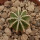 AZTEKIUM HINTONII GCG 9763, 1,7 CM, 2 KM BEFORE SAN JOSÉ, NL., SEEDLING