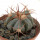 ECHINOCACTUS horizonthalonius var. nicholii, 4 cm, Vekol Mts., Pinal Co., USA, SEEDLING