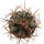 ECHINOCACTUS HORIZONTHALONIUS VAR. DIABOLICUS (HORIZONTHALONIUS X PLATYACANTHUS, NATURE HYBRID), ill