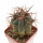 ECHINOCACTUS HORIZONTHALONIUS VAR. DIABOLICUS