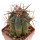 ECHINOCACTUS HORIZONTHALONIUS VAR. DIABOLICUS