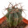 ECHINOCACTUS HORIZONTHALONIUS VAR. DIABOLICUS