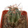 ECHINOCACTUS HORIZONTHALONIUS VAR. DIABOLICUS