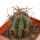 ECHINOCACTUS HORIZONTHALONIUS VAR. DIABOLICUS