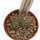 STROMBOCACTUS ESPERANZAE VAR. NOVA SN 2014.0201, POT 6 CM