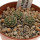 STROMBOCACTUS ESPERANZAE VAR. NOVA SN 2014.0201, POT 6 CM