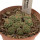 STROMBOCACTUS ESPERANZAE VAR. NOVA SN 2014.0201, POT 6,5 CM