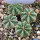 AZTEKIUM RITTERI F. ROTUNDUM GCG 10005 EL BARREAL, NL, 1,6-1,7 CM, 4 X SEEDLINGS, 1 POT