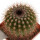 UEBELMANNIA PECTINIFERA AFF. F. NOVA RNK 98, CLONE 2, ROOTED OFFSET