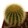 UEBELMANNIA PECTINIFERA VAR. ERIOCACTOIDES RNK 78 (TYPE), 5 CM POT, SEEDLING