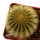 UEBELMANNIA PECTINIFERA VAR. ERIOCACTOIDES RNK 78 (TYPE), 5 CM POT, SEEDLING