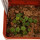 AZTEKIUM VALDEZII GCG 10893, illustrative photo